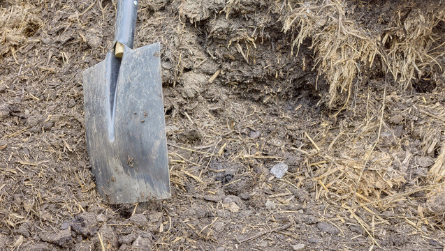 Shovel stuck in a pile of manure to fertilize the soil in the garden, selective focus.