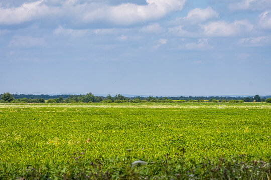 Endless green fields roll beneath a big sky with soft cotton clouds above. Sunlit plants ripple across the open plain evoking pastoral calm freedom and the inviting stillness of a wide summer day