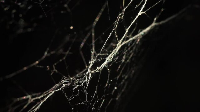 Intricate spider web glistening and reflecting light threads against a pitch dark background