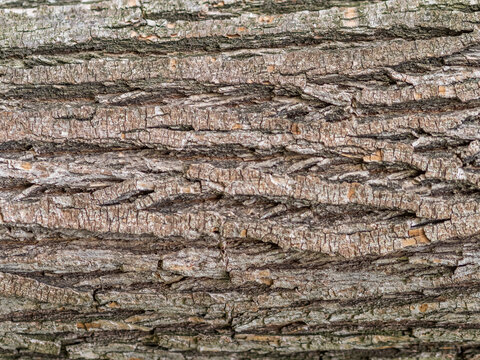 Bark texture and background of a old tree trunk. Detailed bark texture.