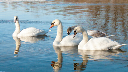 swans in the lake © lazalnik