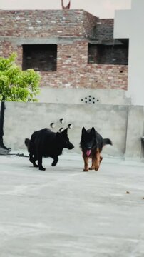 German shepherd dogs running and playing together on concrete rooftop in vibrant motion video footage for pet training marketing campaign