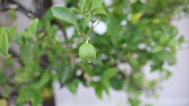 Fresh green lemon hangs among leafy citrus trees in summer gardens showing natural fruit growing organic farming freshness and vibrant Mediterranean vegetation outdoors