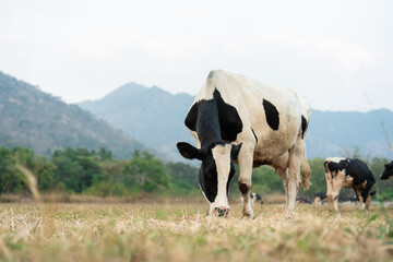 Black and white dairy cow standing in a grassy field in natural outdoor.  © Kawee