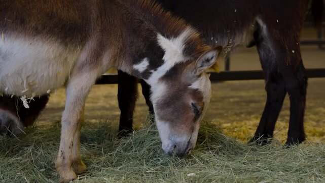 Miniature donkeys grazing at the farm