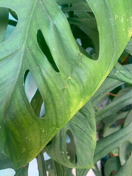 Close up of green Monstera adansonii leaf with natural fenestrations