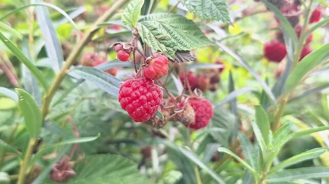 Red raspberries hanging from green leaves in a lush garden, showcasing ripe fruit ready for harvest with blurred background of foliage and branches