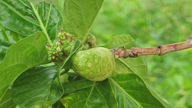 Noni in the garden and red ants.