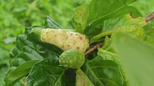 Noni in the garden and red ants.