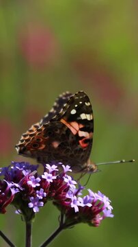 Butterfly on purple flower. Macro close-up of insects in nature.. Vertical design in 9:16 ratio. Smartphone and social media ready.