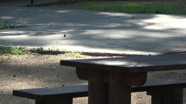 Wooden Picnic Table and Bench in a Peaceful Park with Sunbeams