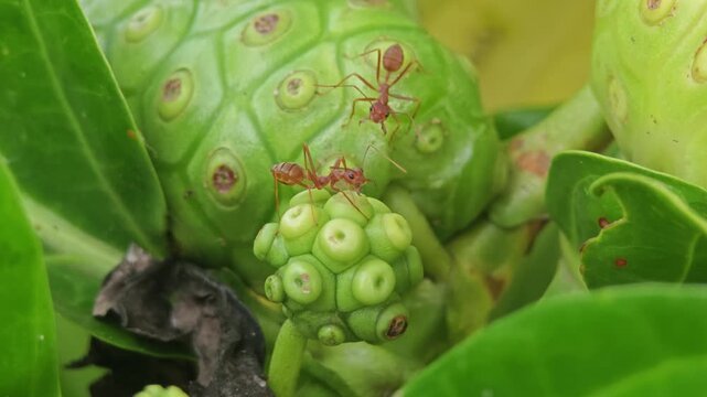 Noni in the garden and red ants.
