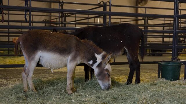 Miniature donkeys standing in a pen at the farm
