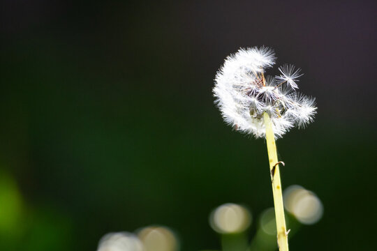 Delicate dandelion clock stands against a dark green bokeh background as feathery seeds begin to drift on a light breeze symbolizing wishes fragility and the quiet beauty of nature