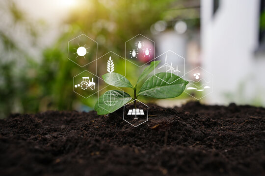 Young Sprout in Soil with Smart Agricultural and Energy Icons