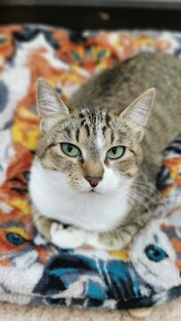 Curious Cat With Distinctive Stripes Sitting On Colorful Patterned Blanket Looking At Camera.
