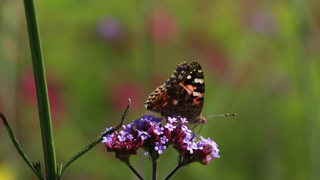 Butterfly on purple flower. Macro close-up of insects in nature.