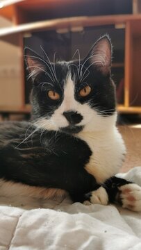 Stunning Black And White Cat Posing Elegantly With Curious Expression And Bright Eyes