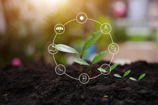 Young Green Plant Growing in Soil with Environmental Energy Icons