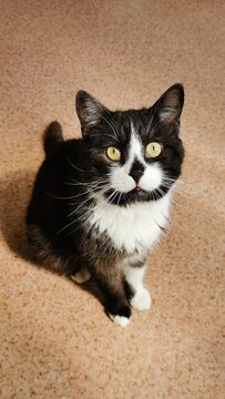 Engaging Black And White Kitty With Bright Eyes Captured In A Playful Moment