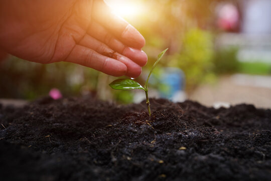 Care for a New Generation: Nurturing a Young Sapling