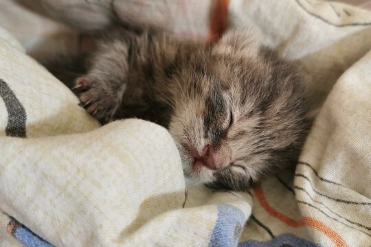 Adorable Kitten Sleeping Peacefully In Cozy Fleece Blankets With A Serene Expression