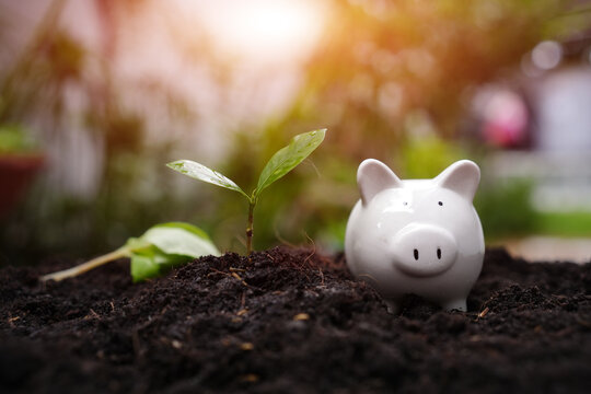 White Piggy Bank Beside Young Plant Seedling on Soil for Sustainable Investment