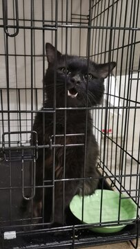 Majestic Black Cat Behind Bars With Unique Expression Captured In A Pet Shelter