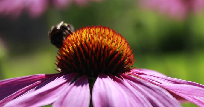 Bee on purple flower. Macro close-up of insects in nature.