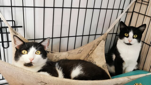 Two Black And White Cats Resting In A Cozy Hammock With Intriguing Expressions