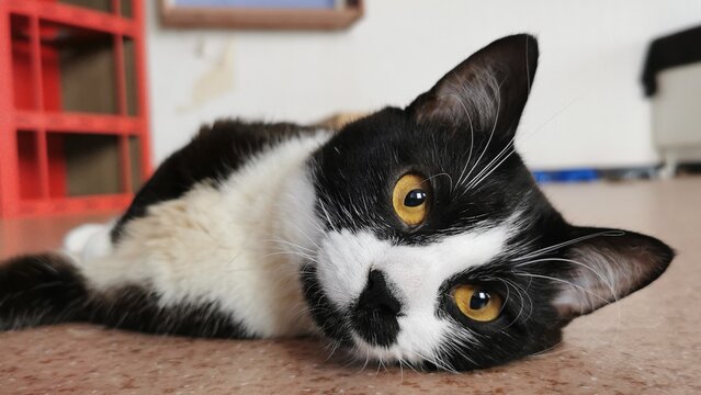 Charming Black And White Cat Relaxing On The Floor Displaying Amusing Expression That Delights Viewers.