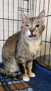 Cute Gray Cat With Unique Features Sitting In A Cage Looking Curiously.