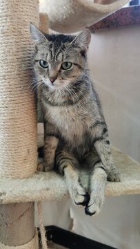 Playful Tabby Cat Sitting On A Scratching Post In A Stylish Indoor Setting.