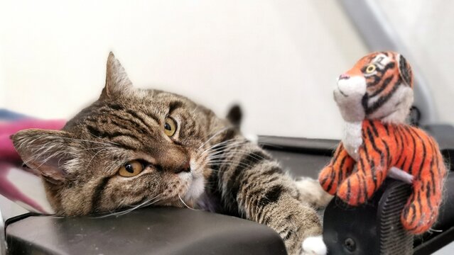 Charming Tabby Cat Lounging Comfortably With A Cute Toy Tiger Nearby.