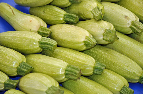 Zucchini