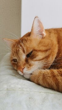 Relaxed Orange Tabby Cat Resting Calmly On A Soft Blanket In A Cozy Space.