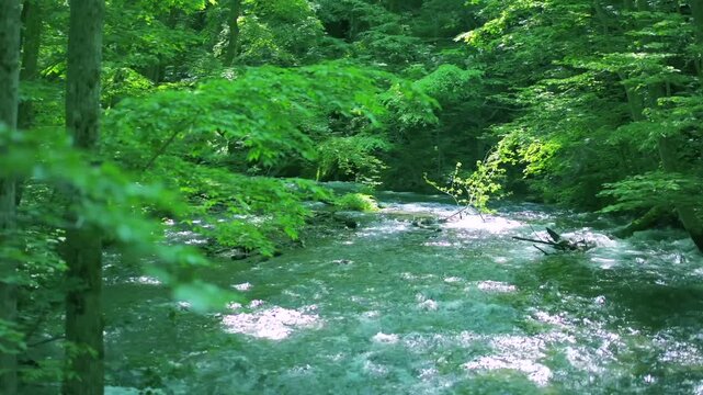 奥入瀬渓流　川　日本　水流