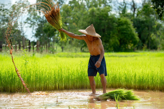 Asian farmer shaking dirt off rice seedlings preparing for planting in green paddy field, Thailand.