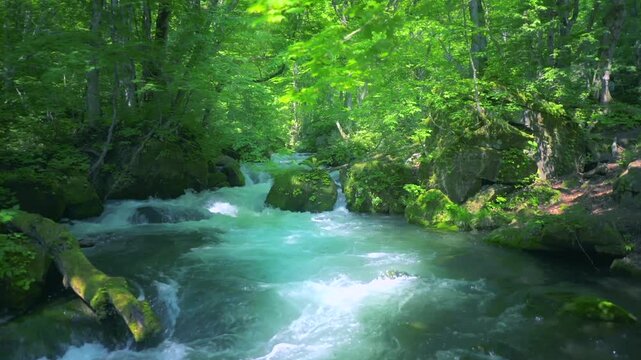 奥入瀬渓流　川　日本　水流