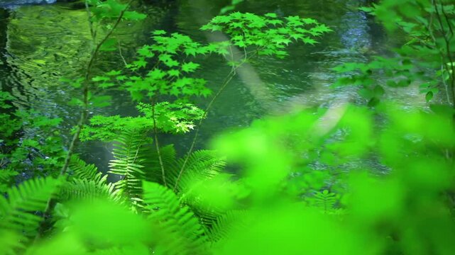 奥入瀬渓流　川　日本　水流