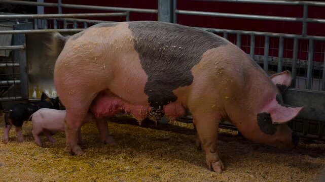 Piglet trying to feed on mother pig at the farm