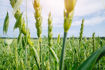 Obraz premium Green wheat field close up with ears of grain and blue sky for agricultural background and landscape banner
