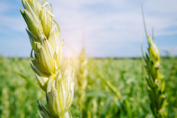 Obraz premium Closeup green wheat ear in sunlight agricultural field for background and banner design showing summer crop and farming landscape