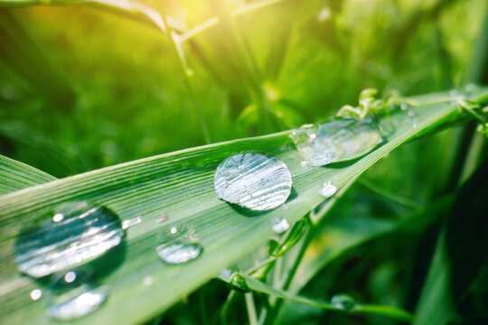 Macro dew droplets on grass leaf with warm sunlight for background and nature design emphasizing freshness and spring growth