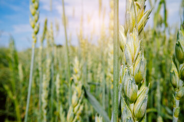 Obraz premium Macro closeup of green wheat ears background with sunlight flare for agricultural banner and sustainable farming