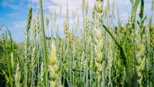 Closeup green wheat stalks in field under blue sky for agricultural background and natural landscape