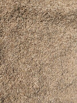 Freshly harvested rice grains in their husks forms a dense natural texture, highlighting the abundance and simplicity of agricultural harvest. The warm golden tones evoke productivity and rural life.