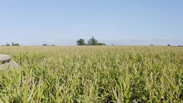 Aerial Drone View of an Ancient Megalithic Dolmen Stone Tomb Surrounded by a Golden Corn Field