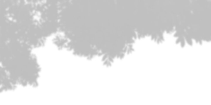 Tree branch silhouette with shadow overlay effect on transparent background foliage leaves grey grayscale outline natural organic nature