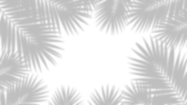 Palm leaf shadows forming a radial pattern on transparent background leaves foliage tropical botanical silhouette light shade overlay